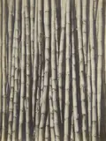 Tina Modotti, Sugar Cane, 1929, Gelatin silver print