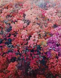 Thomas Struth, Paradise 26 (Bougainville), Palpa, Peru