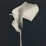 Robert Mapplethorpe, Black Calla Lily, 1987, Photogravure from Flowers