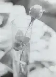 Josef Sudek, Rose in Glass