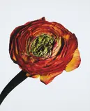 Irving Penn, Ranunculus/ Ranunculus asiaticus: Picotee (New York)