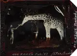 Peter Beard, Maureen Gallagher and a Late Night Feeder, Hog Ranch