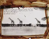 Peter Beard, Giraffes in Mirage on the Taru Desert, Kenya, June, 1960, Gelatin silver print with ink and blood, printed later