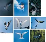 Eliot Porter, Birds in Flight