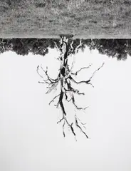 Rodney Graham, Oak Trees, Red Bluff (6), 1993, Gelatin silver print, flush-mounted