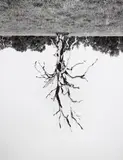 Rodney Graham, Oak Trees, Red Bluff (6)