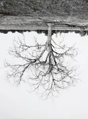 Rodney Graham, Oak Trees, Red Bluff (7), 1993, Gelatin silver print