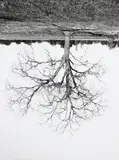 Rodney Graham, Oak Trees, Red Bluff (7)