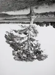 Rodney Graham, Oak Trees, Red Bluff (5), 1993, Gelatin silver print