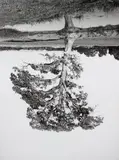 Rodney Graham, Oak Trees, Red Bluff (5)