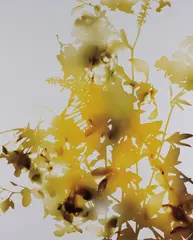 009 by James Welling, 2006, Chromogenic print, flush-mounted, sold Apr 2015