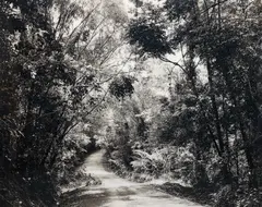 Thomas Struth, Paradise 8 (Blumfield Track), Daintree, Australia, 1998, Chromogenic print, face-mounted to Plexiglas