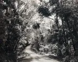 Paradise 8 (Blumfield Track), Daintree, Australia by Thomas Struth, 1998, Chromogenic print, face-mounted to Plexiglas, sold Apr 2015