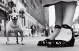 Elliott Erwitt, New York City