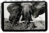 Peter Beard, Large tusker (c. 150 lbs per side), Tsavo North, nr. block 33 & Ithumber Hill, Feb., 1965, Gelatin silver print, printed 1990s