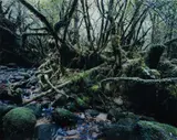 Thomas Struth, Paradise 14 (Yakushima, Japan), 1999, Chromogenic print, face-mounted to Plexiglas