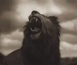 Nick Brandt, Lion Roar, Maasai Mara from Across the Ravaged Land