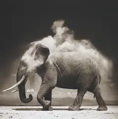 Elephant with Exploding Dust, Amboseli by Nick Brandt, 2004, Archival pigment print, offered Oct 2015