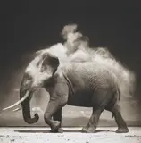 Elephant with Exploding Dust, Amboseli by Nick Brandt, 2004, Archival pigment print, offered Oct 2015