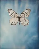 Adam Fuss, Untitled from My Ghost