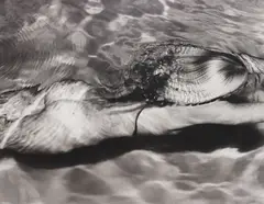 Mermaid 1 by Michael Dweck, 2005, Gelatin silver print, sold Oct 2015