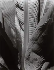 Banana Plant by Imogen Cunningham, before 1929, Gelatin silver print, printed no later than 1964, offered Oct 2015