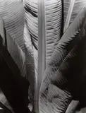 Imogen Cunningham, Banana Plant, before 1929, Gelatin silver print, printed no later than 1964