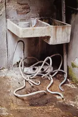 Octopus (Pulpo) by Gabriel Orozco, 1991, Dye destruction print, sold Oct 2015