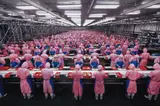 Edward Burtynsky, Manufacturing #17, Deda Chicken Processing Plant, Dehui City, Jilin Province, China, 2005, Fujicolor Crystal Archive print