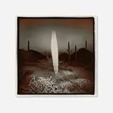 Richard Misrach, Saguaro Cactus #51, vintage split-toned gelatin silver print