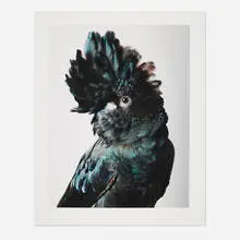 Leila Jeffreys, Pete Red-tailed Black Cockatoo, giclée print