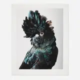 Leila Jeffreys, Pete Red-tailed Black Cockatoo, giclée print
