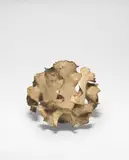 Ursula Morley Price, Untitled, Stoneware, mottled dry cream, brown and grey slips and glazes