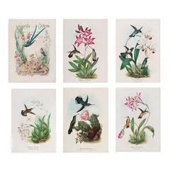 Rafael Montes de Oca, Monografía de los colibríes i apuntes sobre las orquídeas de México, Acuarela, gouache, lápices de color y tinta con goma arábiga sobre papel montado en papel con marialuisa