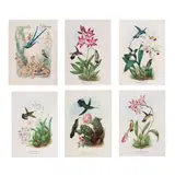 Rafael Montes de Oca, Monografía de los colibríes i apuntes sobre las orquídeas de México, Acuarela, gouache, lápices de color y tinta con goma arábiga sobre papel montado en papel con marialuisa