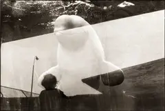 Coney Island Aquarium, Brooklyn, New York City 1987 by Jean Gaumy, 1987, Gelatin silver print, printed in 1989 on double-weight semi-matte paper, sold Nov 2023