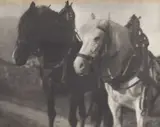 Alfred Stieglitz, Horses