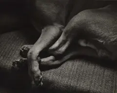 Lotte Meitner-Graf, Dog on the sofa, London c. 1940, 1940, Vintage silver print on double-weight semi-matte paper