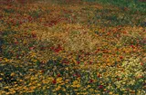 Sicily by Ernst Haas, 1965, Dye transfer print, flush-mounted on original cardboard, sold Jun 2023