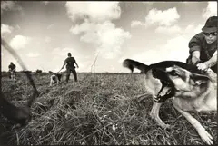 Hiroji Kubota, U.S. Army training dogs for use in Vietnam, Okinawa, Japan 1969, 1969, Gelatin silver print, printed 1989 on double-weight semi-matte paper
