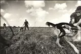 Hiroji Kubota, U.S. Army training dogs for use in Vietnam, Okinawa, Japan 1969, 1969, Gelatin silver print, printed 1989 on double-weight semi-matte paper