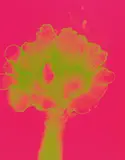Otto Piene, Mai, 1971, Farbserigrafie auf Karton