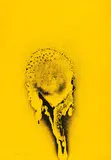 Otto Piene, Gelber Sonnentau, 1972, Farbserigrafie auf Schoeller Parole (Trockenstempel)