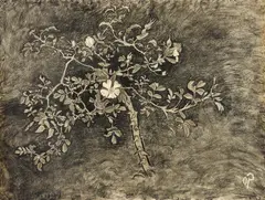 Otto Pankok, Heckenrose, 1938, Kohlezeichnung, laviert auf Karton
