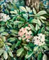 Andrey Avinoff, Mountain Laurel