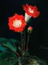 Rudolf Brackenbauer, Still Life of Gloxinia, Oil on canvas
