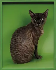 Elad Lassry, Devon Rex, 2011, chromogenic print, in artist's frame