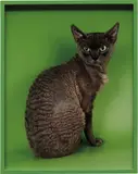 Elad Lassry, Devon Rex, 2011, chromogenic print, in artist's frame
