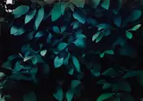 Thomas Demand, Hecke (Hedge)