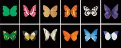 Butterfly Etching by Damien Hirst, 2009, The complete set of 12 etching and aquatints in colors, on wove paper, with full margins,, sold Apr 2014